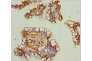 Immunohistochemistry of paraffin-embedded human small intestine tissue using ABIN7160913 at dilution of 1:100 (NDUFA9 anticorps  (AA 1-270))