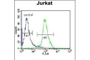 Flow cytometric analysis of Jurkat cells (right histogram) compared to a negative control cell (left histogram). (ELMO2 anticorps  (AA 323-350))