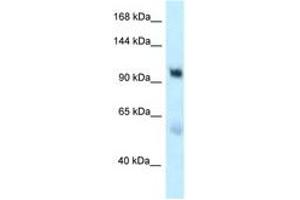 Image no. 1 for anti-ER Degradation Enhancer, Mannosidase alpha-Like 3 (EDEM3) (AA 854-903) antibody (ABIN6747787) (EDEM3 anticorps  (AA 854-903))