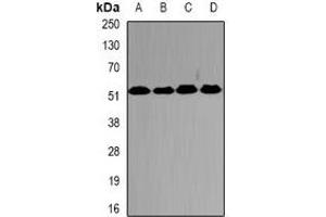 Western blot analysis of PSMC2 expression in HepG2 (A), SW620 (B), mouse testis (C), mouse brain (D) whole cell lysates.