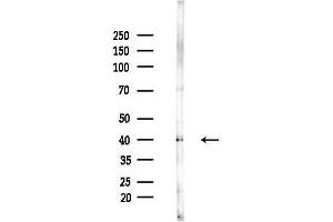 Western blot analysis of lysates from MCF7 cells(heat-shock,45 min treatment), using OR7E24 Antibody at 1/1000 dilution.