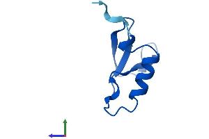 AlphaFold protein structure predicition of Mouse Recombinant Nop10 Protein, UniprotID Q9CQS2