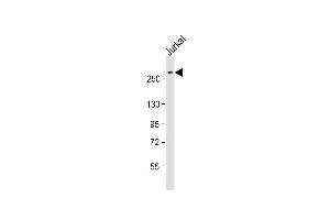 Anti-ARID1A Antibody (C-Term) at 1:2000 dilution + Jurkat whole cell lysate Lysates/proteins at 20 μg per lane. (ARID1A anticorps  (AA 1930-1964))
