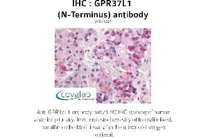 Image no. 1 for anti-G Protein-Coupled Receptor 37 Like 1 (GPR37L1) (Extracellular Domain), (N-Term) antibody (ABIN1735078)