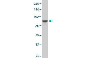 RPS6KA6 monoclonal antibody (M04), clone 8E8 Western Blot analysis of RPS6KA6 expression in PC-12 .