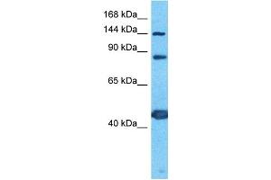 Host:  Rabbit  Target Name:  PCDH7  Sample Type:  PANC1 Whole Cell lysates  Antibody Dilution:  1. (PCDH7 anticorps  (C-Term))