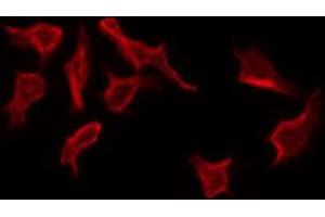 ABIN6268918 staining NIH-3T3 by IF/ICC. (PAWR anticorps  (C-Term))