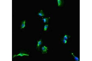 Immunofluorescent analysis of U251 cells using ABIN7169972 at dilution of 1:100 and Alexa Fluor 488-congugated AffiniPure Goat Anti-Rabbit IgG(H+L) (SLC38A9 anticorps  (AA 1-119))