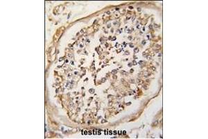 Formalin-fixed and paraffin-embedded human testis tissue reacted with NARP(Nptx2) Antibody (Center) (ABIN6242482 and ABIN6578918) , which was peroxidase-conjugated to the secondary antibody, followed by DAB staining.