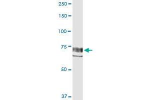 Immunoprecipitation of PTK2 transfected lysate using anti-PTK2 MaxPab rabbit polyclonal antibody and Protein A Magnetic Bead , and immunoblotted with PTK2 MaxPab mouse polyclonal antibody (B01) .