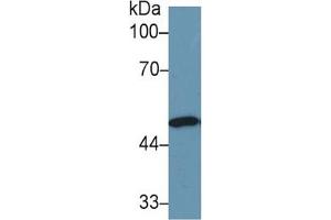Rabbit Capture antibody from the kit in WB with Positive Control: Sample Human lung lysate. (ENO1 Kit ELISA)