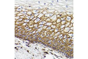 Immunohistochemistry of paraffin-embedded Human normal cervix using CD44 antibody  at dilution of 1:100 (40x lens). (CD44 anticorps)