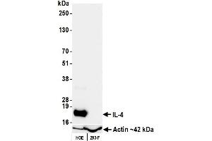 Western Blotting (WB) image for anti-Interleukin 4 (IL4) (AA 25-153) antibody (ABIN7795703)