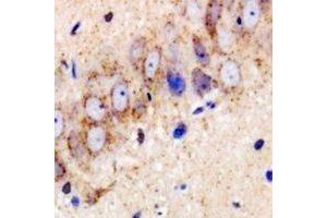 Immunohistochemical analysis of USP25 staining in mouse brain formalin fixed paraffin embedded tissue section. (USP25 anticorps)