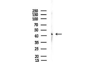 anti-Opsin 5 (OPN5) (Internal Region) antibody