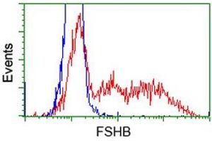 HEK293T cells transfected with either RC214616 overexpress plasmid (Red) or empty vector control plasmid (Blue) were immunostained by anti-FSHB antibody (ABIN2453051), and then analyzed by flow cytometry. (FSHB anticorps)