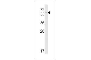 Western blot analysis of FKBP9 antibody (C-term) (ABIN391581 and ABIN2841515) in mouse NIH-3T3 tissue lysates (35 μg/lane). (FKBP9 anticorps  (C-Term))