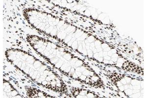 ABIN6266603 at 1/100 staining human colon tissue sections by IHC-P. (POU2F1 anticorps  (N-Term))