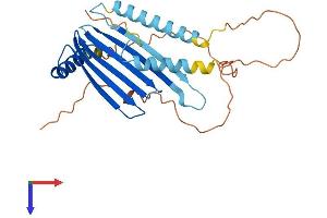 AlphaFold protein structure predicition of Mouse Recombinant Mlf1 Protein, UniprotID Q9QWV4