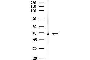 Western blot analysis of lysates from Mouse liver, using N Antibody at 1/1000 dilution.