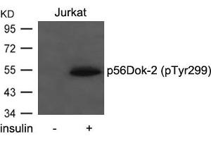 Western blot analysis of extracts from Jurkat cells untreated or treated with insulin using p56Dok-2(Phospho-Tyr299) Antibody. (DOK2 anticorps  (pTyr299))