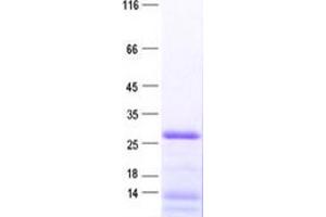 Validation with Western Blot