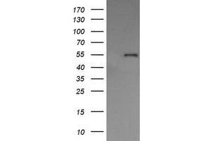 Image no. 10 for anti-Protein Disulfide Isomerase Family A, Member 3 (PDIA3) antibody (ABIN1498107) (PDIA3 anticorps)