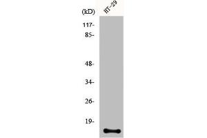 Western Blot analysis of HT29 cells using CRABP-II Polyclonal Antibody (CRABP2 anticorps  (Internal Region))