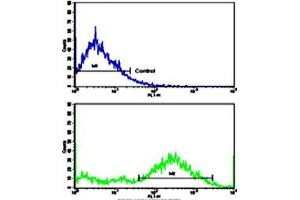 Flow cytometric analysis of NCI-H292 cells using MVP polyclonal antibody (bottom histogram) compared to a negative control cell (top histogram). (MVP anticorps  (C-Term))