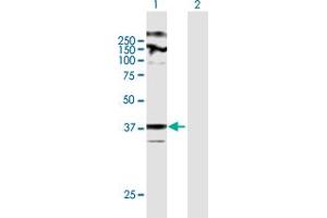 Western Blot analysis of ZDHHC23 expression in transfected 293T cell line by ZDHHC23 MaxPab polyclonal antibody. (ZDHHC23 anticorps  (AA 1-409))