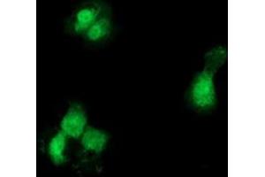 Anti-GCKR mouse monoclonal antibody (ABIN2454023) immunofluorescent staining of COS7 cells transiently transfected by pCMV6-ENTRY GCKR (RC214230).