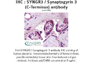 Image no. 1 for anti-Synaptogyrin 3 (SYNGR3) (C-Term) antibody (ABIN1739829) (Synaptogyrin 3 anticorps  (C-Term))