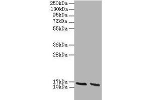 Western blot All lanes: Hba antibody at 2 μg/mL Lane 1: HepG2 whole cell lysate Lane 2: Hela whole cell lysate Secondary Goat polyclonal to rabbit IgG at 1/10000 dilution Predicted band size: 16 kDa Observed band size: 16 kDa (HBA1 anticorps  (AA 2-142))