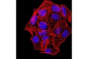 Immunofluorescence analysis of Hela cells using phospho-NLRC4(Ser-533) rat mAb.