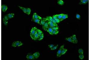 Immunofluorescence staining of HepG2 cells with ABIN7149912 at 1:100, counter-stained with DAPI.
