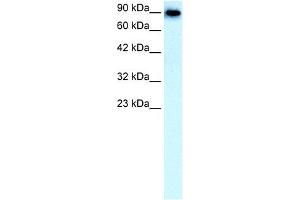 WB Suggested Anti-SLC4A1 Antibody Titration:  0. (Band 3/AE1 anticorps  (N-Term))