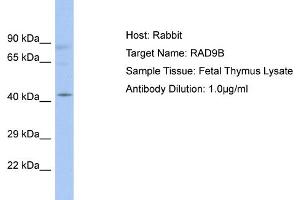Host: Rabbit Target Name: RAD9B Sample Type: Fetal Thymus lysates Antibody Dilution: 1. (RAD9B anticorps  (C-Term))
