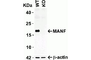 KO Validation in HEK293T Cells: Loading: 10 ug of HEK293T WT cell lysates or MANF KO cell lysates. (MANF anticorps  (C-Term))