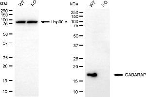 Western blotting analysis using GABARAP antibody (ABIN7798680). (Recombinant GABARAP anticorps)