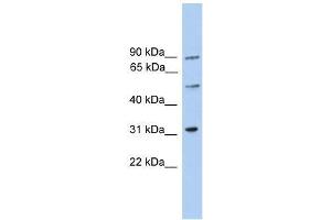 C6orf182 antibody used at 0.