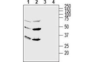 Western blot analysis of human HL-60 promyelocytic leukemia (lanes 1 and 3) and human NK-92 natural killer (lanes 2 and 4) cell line lysates: - 1,2. (GPR56 anticorps  (Extracellular, N-Term))