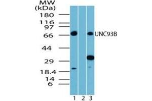 Image no. 1 for anti-Unc-93 Homolog B1 (UNC93B1) (AA 500-550) antibody (ABIN207765) (UNC93B1 anticorps  (AA 500-550))