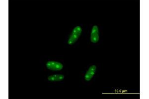 Immunofluorescence of purified MaxPab antibody to SSX5 on HepG2 cell. (SSX5 anticorps  (AA 1-229))