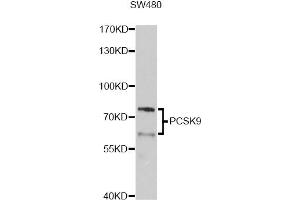 Western blot analysis of extracts of SW480 cells, using PCSK9 Antibody. (PCSK9 anticorps)