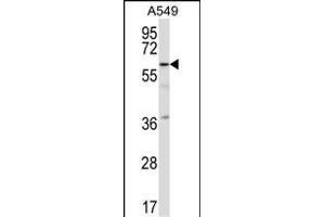 TFCP2L1 Antibody (C-term) (ABIN657361 and ABIN2846411) western blot analysis in A549 cell line lysates (35 μg/lane). (TFCP2L1 anticorps  (C-Term))