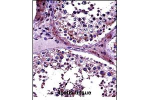 PRMT5 Antibody (N-term) (ABIN657695 and ABIN2846686) immunohistochemistry analysis in formalin fixed and paraffin embedded human testis tissue followed by peroxidase conjugation of the secondary antibody and DAB staining. (PRMT5 anticorps  (N-Term))