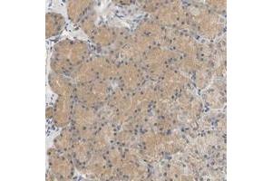 Immunohistochemical staining of human stomach with C9orf46 polyclonal antibody  shows moderate cytoplasmic positivity in glandular cells. (PLGRKT anticorps)