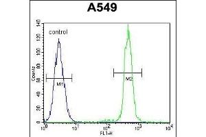 TCF3 Antibody (C-term) (ABIN657912 and ABIN2846860) flow cytometric analysis of A549 cells (right histogram) compared to a negative control cell (left histogram).