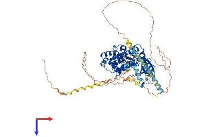 AlphaFold protein structure predicition of Mouse Recombinant Srpk2 Protein, UniprotID O54781
