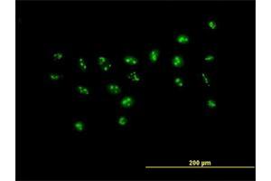 Immunofluorescence of purified MaxPab antibody to PWP2H on HeLa cell. (PWP2 anticorps  (AA 1-919))